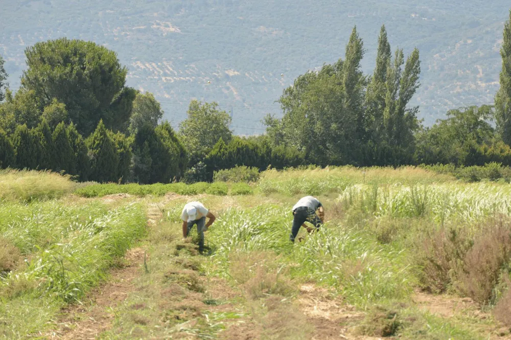 BAÇEM Yetiştirdiği Bitkilerle Bitki Bilimine Örnek Oluyor